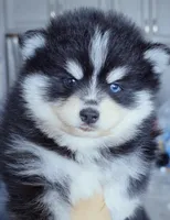 Ryder, a male Pomsky for sale in Punta Gorda, FL – 1 of 6
