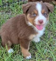 Ronald, a male Miniature Australian Shepherd for sale in Punta Gorda, FL – 6 of 10