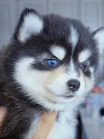 Roslyn, a female Pomsky for sale in Punta Gorda, FL – 3 of 4