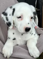 Pink Magnolia AKC, a female Dalmatian for sale in Punta Gorda, FL – 5 of 5