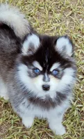 Grey Fox tiny , a female Pomsky for sale in Punta Gorda, FL – 5 of 6