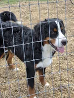 Sawyer, a male Bernese Mountain Dog for sale in Punta Gorda, FL – 2 of 2
