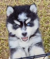 Fred, a male Pomsky for sale in Punta Gorda, FL – 2 of 5