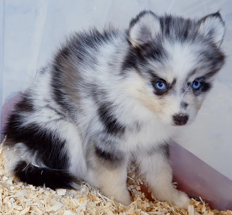 Nova – Pomsky puppy for sale in Punta Gorda, FL