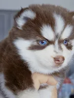 Scarlett, a female Pomsky for sale in Punta Gorda, FL – 2 of 6