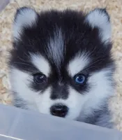 Kylie toy size, a female Pomsky for sale in Punta Gorda, FL – 2 of 4