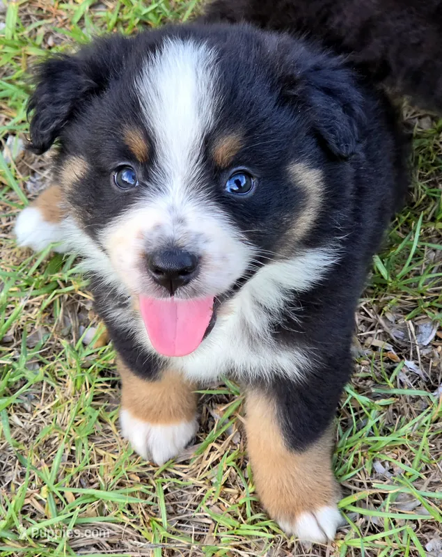 Ryker – Miniature Australian Shepherd puppy for sale in Punta Gorda, FL