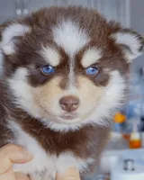 Cocoa, a female Pomsky for sale in Punta Gorda, FL – 3 of 3