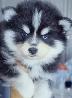 Ryder, a male Pomsky for sale in Punta Gorda, FL – 6 of 6
