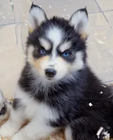 Pumpkin , a male Pomsky for sale in Punta Gorda, FL – 3 of 4