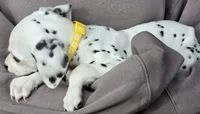 Yellow Sunflower AKC, a female Dalmatian for sale in Punta Gorda, FL – 5 of 5