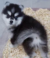 Kylie toy size, a female Pomsky for sale in Punta Gorda, FL – 3 of 4