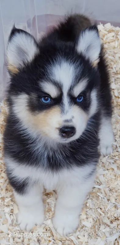 Pumpkin  – Pomsky puppy for sale in Punta Gorda, FL