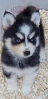 Pumpkin , a male Pomsky for sale in Punta Gorda, FL – 1 of 4