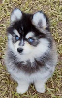 Grey Fox tiny , a female Pomsky for sale in Punta Gorda, FL – 2 of 6