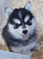 Raven, a female Pomsky for sale in Punta Gorda, FL – 4 of 4