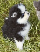 Calypso , a female Pomsky for sale in Punta Gorda, FL – 9 of 10