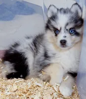 Nova, a female Pomsky for sale in Punta Gorda, FL – 2 of 7