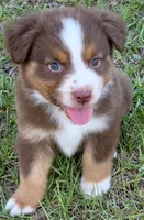 Ronald, a male Miniature Australian Shepherd for sale in Punta Gorda, FL – 5 of 10