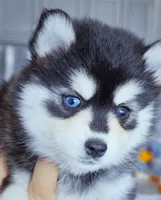Roxanne, a female Pomsky for sale in Punta Gorda, FL – 3 of 3