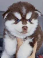 Pyro, a male Pomsky for sale in Punta Gorda, FL – 3 of 3