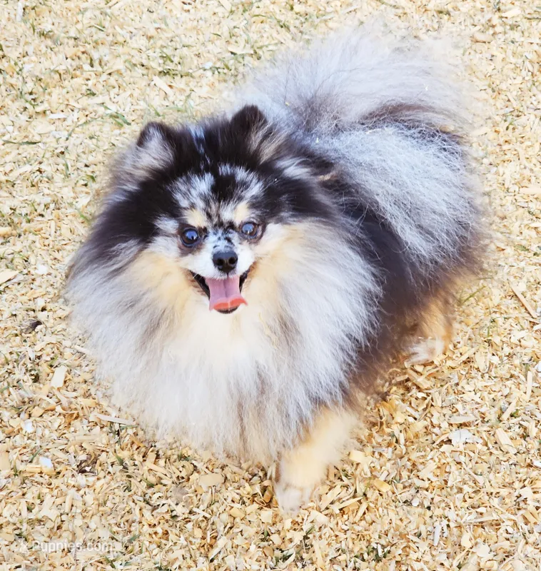 Morty – Pomeranian puppy for sale in Punta Gorda, FL