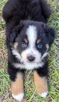Ryker, a male Miniature Australian Shepherd for sale in Punta Gorda, FL – 2 of 5