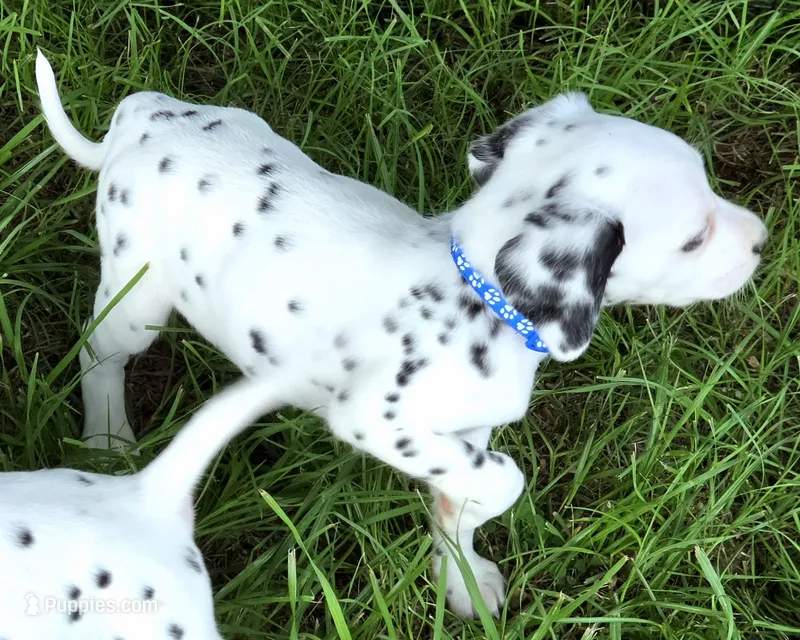 Blue Sky AKC – Dalmatian puppy for sale in Punta Gorda, FL