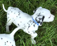 Blue Sky AKC, a male Dalmatian for sale in Punta Gorda, FL – 1 of 6
