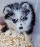 Nova, a female Pomsky for sale in Punta Gorda, FL – 7 of 7
