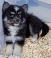 Iris wolf, a female Pomsky for sale in Punta Gorda, FL – 2 of 3