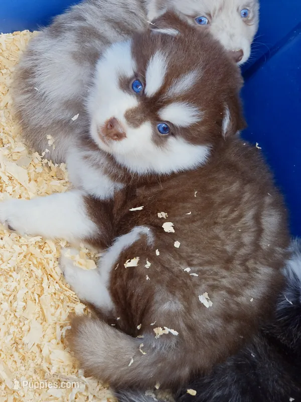 Pyro – Pomsky puppy for sale in Punta Gorda, FL