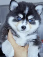 Roslyn, a female Pomsky for sale in Punta Gorda, FL – 2 of 4