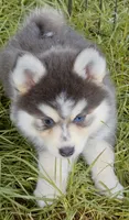 Luna Blue, a female Pomsky for sale in Punta Gorda, FL – 5 of 9