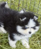 Calypso , a female Pomsky for sale in Punta Gorda, FL – 10 of 10