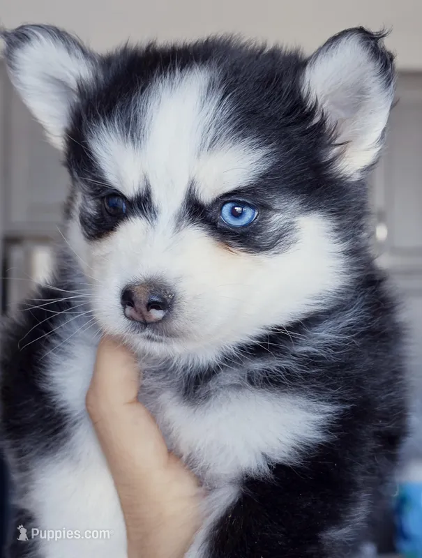 Kaven, a male Pomsky for sale in Punta Gorda, FL – Photo 1 of 3