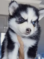 Kaven, a male Pomsky for sale in Punta Gorda, FL – Photo 3 of 3