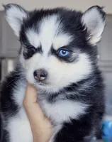 Kaven, a male Pomsky for sale in Punta Gorda, FL – Photo 2 of 3
