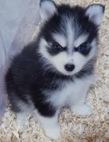 Sabrina, a female Pomsky for sale in Punta Gorda, FL – 3 of 3