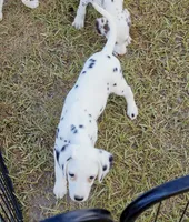Paige AKC, a female Dalmatian for sale in Punta Gorda, FL – 5 of 5