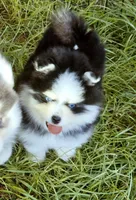 Calypso , a female Pomsky for sale in Punta Gorda, FL – 2 of 10