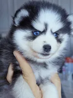 Raya, a female Pomsky for sale in Punta Gorda, FL – 2 of 3