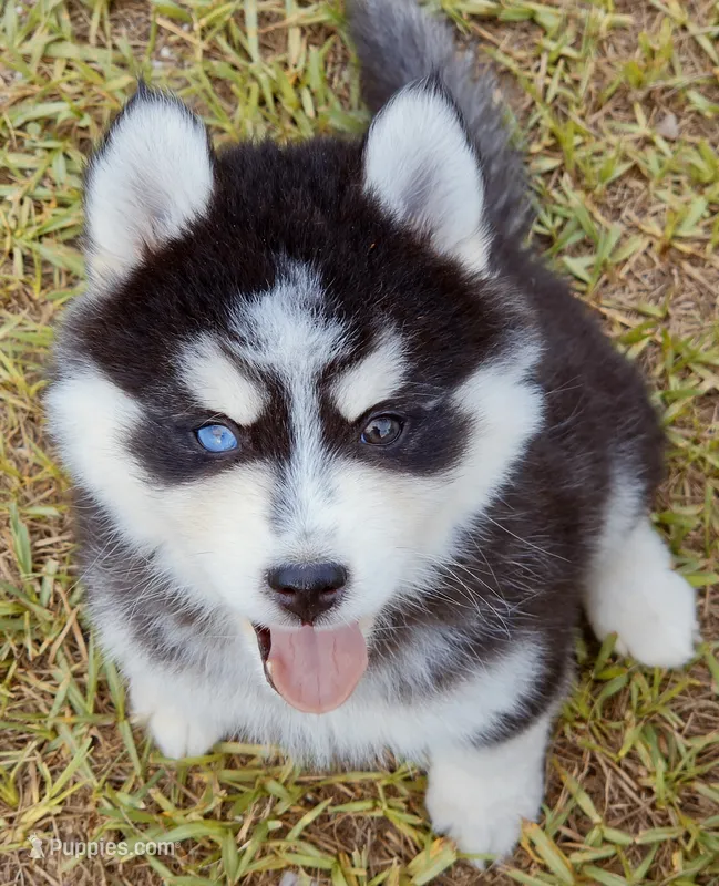 George – Pomsky puppy for sale in Punta Gorda, FL