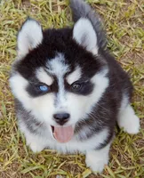 George, a male Pomsky for sale in Punta Gorda, FL – 1 of 5