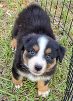 Roger, a male Miniature Australian Shepherd for sale in Punta Gorda, FL – 3 of 3