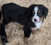 Bella AKC, a female Bernese Mountain Dog for sale in Punta Gorda, FL – 2 of 4