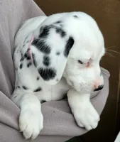 Pink Magnolia AKC, a female Dalmatian for sale in Punta Gorda, FL – 2 of 5