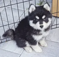 processed/822fcd91-303f-4122-90cb-a4e67c31a75d/listing/6756715d-a067-4089-91d0-fa5f3215501a/cbc4074e-abce-4e7d-afc7-2685896f4329