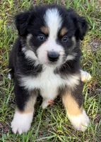 Rodeo, a male Miniature Australian Shepherd for sale in Punta Gorda, FL – 2 of 4