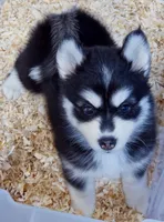 Buddy, a male Pomsky for sale in Punta Gorda, FL – 4 of 5